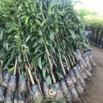 MÔ HÌNH TRỒNG XOÀI ĐÀI LOAN GHÉP CHO NĂNG SUẤT CAO