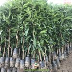 VÌ SAO NÊN TRỒNG XOÀI ĐÀI LOAN