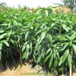 MUA CÂY GIỐNG XOÀI ĐÀI LOAN Ở ĐÂU