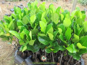 Mít thái lá bàng, Cây mít thái lá bàng, Biện pháp phòng sâu bệnh, Giống mít, Mít thái