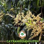 XỬ LÝ XOÀI ĐÀI LOAN RA HOA CHO NĂNG SUẤT CAO