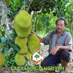 HIỆU QUẢ KINH TẾ KHI TRỒNG CÂY MÍT THÁI LÁ BÀNG