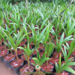 TRỒNG DỪA DÂU CÓ TÁC DỤNG GÌ?