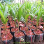 CÁCH NHÂN GIỐNG DỪA DÂU