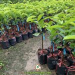 KỸ THUẬT XỬ LÝ MÃNG CẦU XIÊM THÁI CHO NĂNG SUẤT CAO TRÁI VỤ