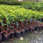 MÃNG CẦU XIÊM THÁI GHÉP TRÊN GỐC BÌNH BÁT CHO NĂNG SUẤT CAO KHÔNG?