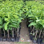 PHÒNG TRỪ SÂU BỆNH HẠI MÃNG CẦU XIÊM THÁI