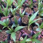 BÁN GIỐNG DỪA DÂU BẾN TRE