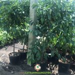 MÃNG CẦU XIÊM THÁI ĐƯỢC TRỒNG NHIỀU Ở ĐÂU