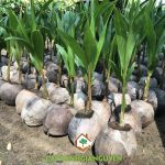 CHĂM SÓC DỪA DÂU ĐÚNG KỸ THUẬT