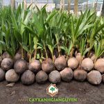 SÂU BỆNH HẠI CÂY DỪA DÂU