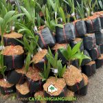 PHÂN BIỆT DỪA DÂU VỚI CÁC GIỐNG DỪA CAO KHÁC