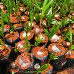 CÂY DỪA DÂU LÀ GIỐNG DỪA GÌ?