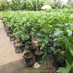 GIÁ TRỊ KINH TẾ CỦA CÂY MÃNG CẦU XIÊM THÁI TRÊN VÙNG ĐẤT MẶN