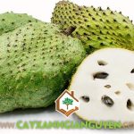 LÀM GIÀU VỚI MÔ HÌNH TRỒNG MÃNG CẦU XIÊM THÁI XEN DỪA