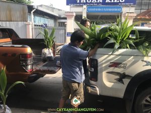 cây dừa dứa, Giống cây trồng, Cây Xanh Gia Nguyễn, Dừa, Dừa dứa