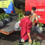 CÂY XANH GIA NGUYỄN CUNG CẤP 500 CÂY NA DAI CHO ANH DUY Ở BÌNH THUẬN