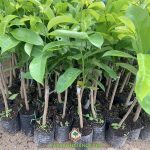 XỬ LÝ MÃNG CẦU XIÊM RA HOA ĐẬU NHIỀU QUẢ