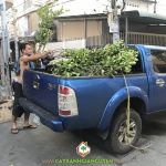 CÂY XANH GIA NGUYỄN CUNG CẤP 180 CÂY CHANH GIẤY CHO ANH HIẾU Ở TPHCM