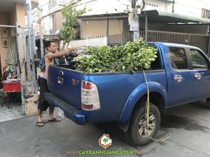 Cây chanh giấy, Vườn chanh giấy, Trồng cây chanh giấy, Vườn ươm Cây Xanh Gia Nguyễn, Giống chanh