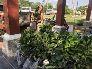 Bưởi da xanh ghép, Bưởi da xanh, Giống bưởi da xanh ghép, Vườn ươm Cây Xanh Gia Nguyễn, Giá trái bưởi da xanh, Trồng bưởi da xanh