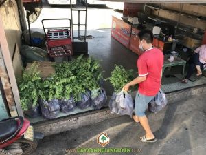 Cây chùm ruột, Cây giống chùm ruột, Vườn ươm Cây Xanh Gia Nguyễn, Cây tầm ruột, Giống cây