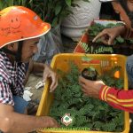 CÂY XANH GIA NGUYỄN CUNG CẤP 50 CÂY SO ĐŨA TỨ QUÝ CHO ANH NAM