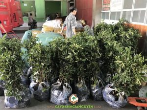 Cây nhãn xuồng cơm vàng, Cây Xanh Gia Nguyễn, Giống nhãn, Vườn ươm Cây Xanh Gia Nguyễn, Trồng nhãn xuồng cơm vàng, Giống cây trồng truyền thống