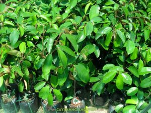 Cây vú sữa bơ hồng, Trái vú sữa bơ hồng, Thuốc trừ sâu, Vú sữa bơ hồng, Vườn cây