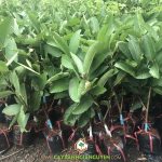 CHĂM SÓC ỔI RUỘT ĐỎ TRÂN CHÂU CHO NĂNG SUẤT CAO