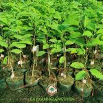 CHĂM SÓC VƯỜN NA ĐÀI LOAN THẾ NÀO CHO TỐT?