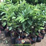 KỸ THUẬT TRỒNG ỔI RUỘT ĐỎ TRÂN CHÂU