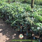 CÁCH CHĂM SÓC CHO CÂY THANH NHÃN BẠC LIÊU HIỆU QUẢ