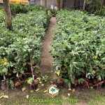 CÁCH PHÒNG TRỪ SÂU BỆNH CHO CÂY THANH NHÃN