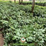 LÀM SAO ĐỂ CÂY THANH NHÃN BẠC LIÊU RA NHIỀU HOA, ĐẬU NHIỀU QUẢ?