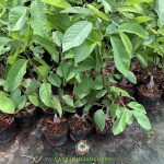 HƯỚNG DẪN TRỒNG CÂY NA ĐÀI LOAN