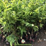 GIÁ TRỊ KINH TẾ KHI TRỒNG ỔI TRÂN CHÂU RUỘT ĐỎ