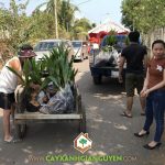 CÂY XANH GIA NGUYỄN CUNG CẤP 100 CÂY DỪA XIÊM DÂY CHO CHỊ HUYỀN Ở ĐỒNG NAI