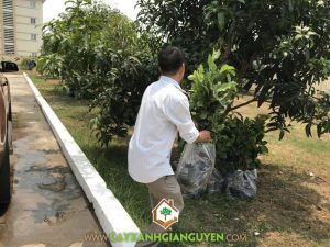 Cây ổi lê Đài Loan, Cây ăn trái, Cây giống ổi lê Đài Loan của Cây Xanh Gia Nguyễn, Trồng cây giống ổi lê Đài Loan, kinh nghiệm trồng cây ăn trái