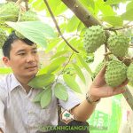 TIỀM LỰC PHÁT TRIỂN KINH TẾ VỚI CÂY NA ĐÀI LOAN