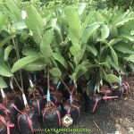 GIỐNG ỔI RUỘT ĐỎ TRÂN CHÂU TRỒNG TRONG CHẬU