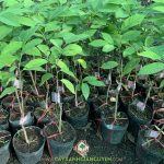 CÂY NA ĐÀI LOAN GIỐNG GIÁ BAO NHIÊU?