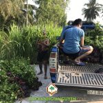 CÂY XANH GIA NGUYỄN CUNG CẤP CÂY CHANH BÔNG TÍM CHO ANH ĐẤU Ở TIỀN GIANG