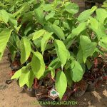 MUA CÂY GIỐNG NA ĐÀI LOAN CHẤT LƯỢNG CAO Ở ĐÂU?
