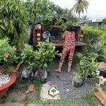 CÂY XANH GIA NGUYỄN CUNG CẤP 70 CÂY ỔI NỮ HOÀNG CHO CHỊ NA Ở LONG AN