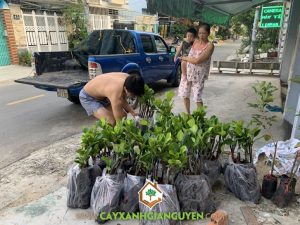 Cây mít ruột đỏ, Giống mít, Giống mít ruột đỏ Thái Lan, Vườn ươm Cây Xanh Gia Nguyễn, Giống mít, Mít ruột đỏ