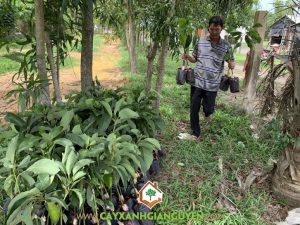 Cây bơ 034, Vườn ươm Cây Xanh Gia Nguyễn, Cây bơ 034 giống, Cây giống bơ 034, Cây giống