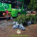 CÂY XANH GIA NGUYỄN CUNG CẤP 200 CÂY SẦU RIÊNG Ri6 CHO ANH AN Ở GIA LAI