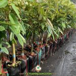 CÁCH TRỒNG SẦU RIÊNG MUSANG KING