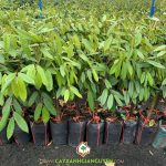 MUA CÂY GIỐNG SẦU RIÊNG MUSANG KING Ở ĐÂU